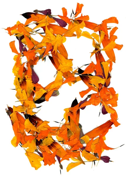 Ringelblume und Rudbeckia gepresste Blütenblätter Hintergrund — Stockfoto
