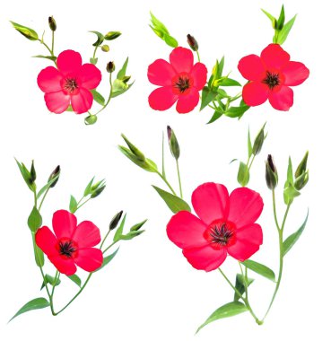 Pembe Semizotu perspektif, fotoğraf manipülasyon illüstrasyon