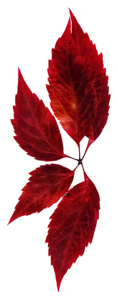 Jesień klon czerwony syberyjski wciśnięty liści — Zdjęcie stockowe