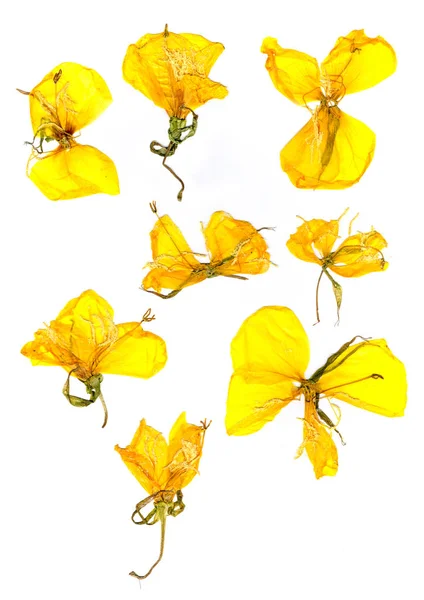 Transparante gedroogde geperst gele eschscholzia — Stockfoto