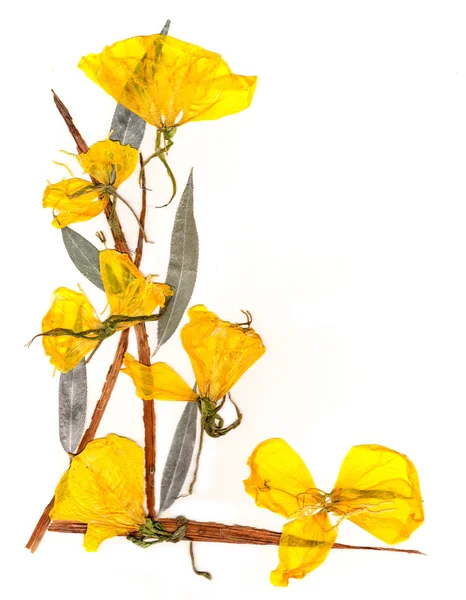 Применение букет сухих листьев радужной оболочки и желтых цветов — стоковое фото