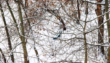 Kış manzarası içinde th bulanık huş ağacı dalları ile kasvetli günde