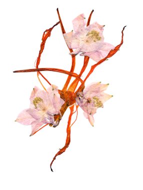 çok renkli Aquilegia haddelenmiş kurutulmuş zambak yaprakları ile basıldığında