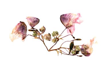 çok renkli Aquilegia haddelenmiş kurutulmuş zambak yaprakları, p ile basıldığında