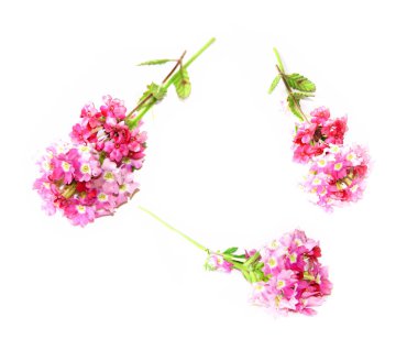 Beyaz arka plan, fotoğraf manipülasyon Phlox taze Pembe çiçek