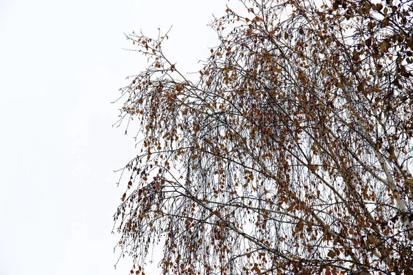 Зимний пейзаж в мрачный день с березовыми ветвями размыты в й — стоковое фото