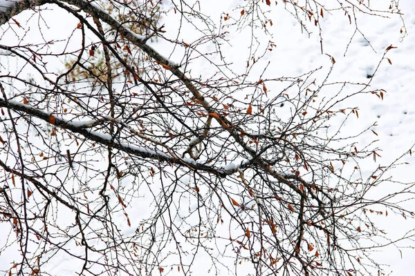 Paisaje invernal en día sombrío con ramas de abedul borrosas en th — Foto de Stock