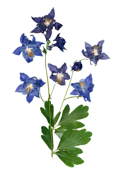 Tryckte multicolor Aquilegia med extruderad torkade lily kronblad — Stockfoto