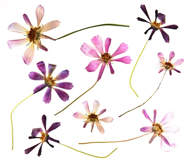 Kosmeya flor roja fresca sobre fondo blanco —  Fotos de Stock