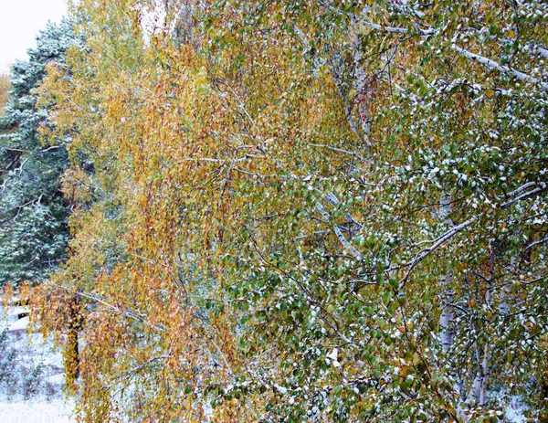 Pejzaż zimowy, ponury dzień gałęzie brzozy niewyraźne w th — Zdjęcie stockowe