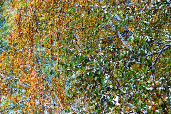 冬天风景在阴郁的天桦树分支 — 图库照片