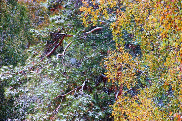 Winterlandschaft in düsteren Birkenzweigen — Stockfoto
