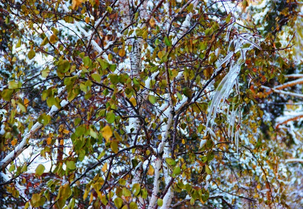 Winter landscape in gloomy day birch branches