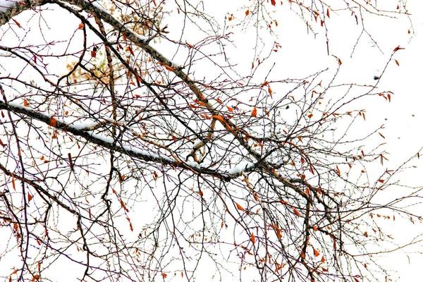 Зимний пейзаж в мрачный день березовые ветви — стоковое фото