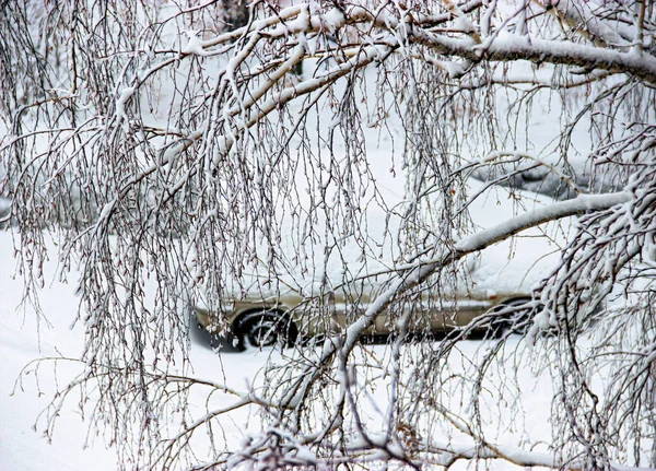 Winter landscape in gloomy day. birch branches  in the backgroun