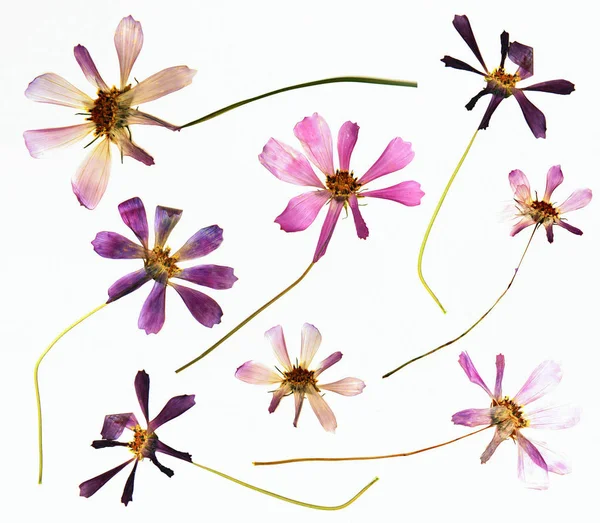 흰색 배경, 사진 manipulatio kosmeya 신선한 분홍색 꽃 — 스톡 사진