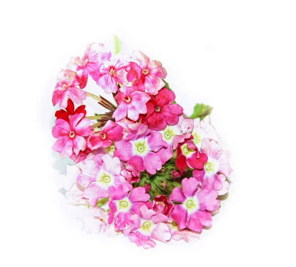 福禄考花粉红色鲜花在白色的背景，图片处理 — 图库照片