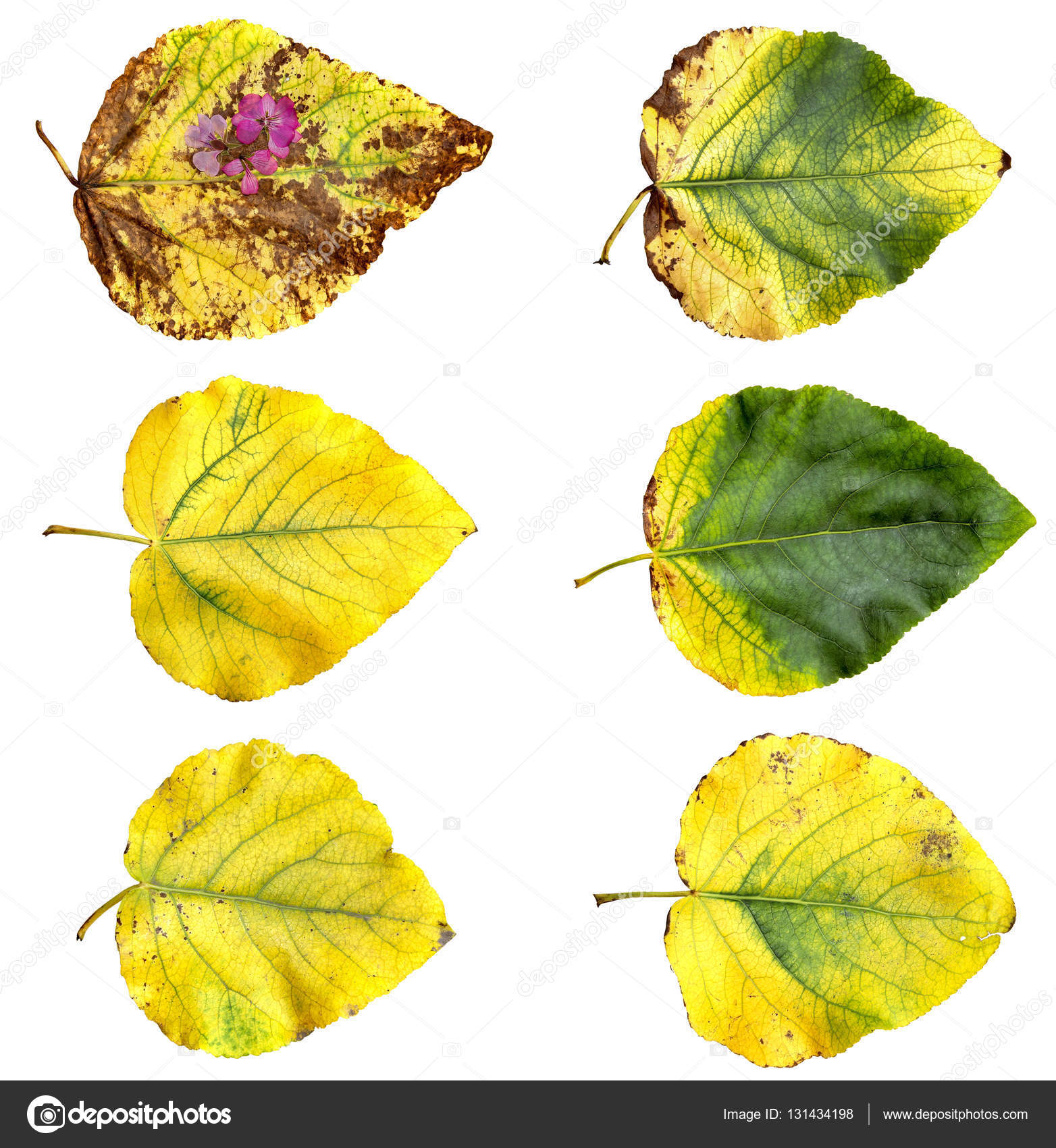 Gelbe und grüne riesige Pappelblätter frisch mit Streifen