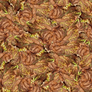 sorunsuz arka plan desen doku büyük kavak yaprağı