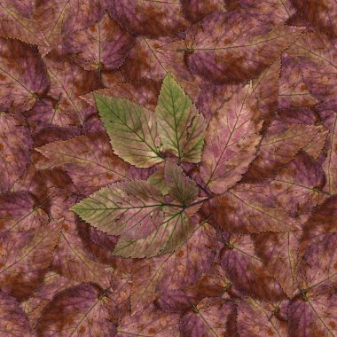 sorunsuz arka plan desen doku taş dut yaprakları (1 set