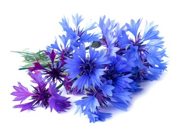 izole fotoğraf manipülasyon yağlı boya mavi Peygamber Çiçeği