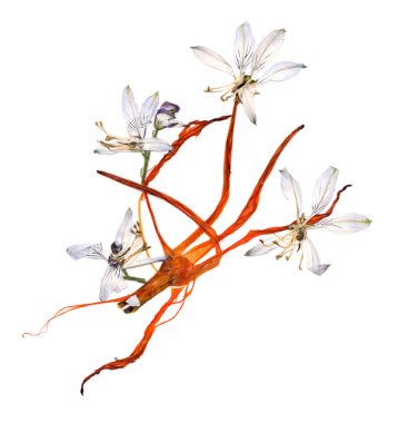 çok renkli Aquilegia haddelenmiş kurutulmuş zambak yaprakları, p ile basıldığında