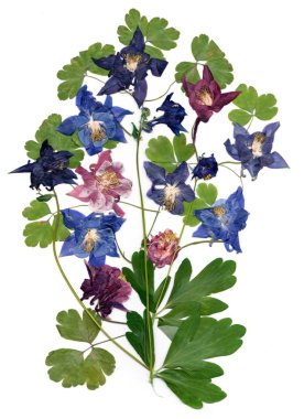 çok renkli Aquilegia haddelenmiş kurutulmuş zambak yaprakları, p ile basıldığında