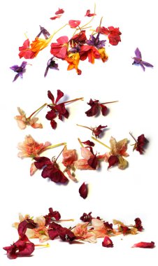 Kuru çok renkli Sardunya kümesi