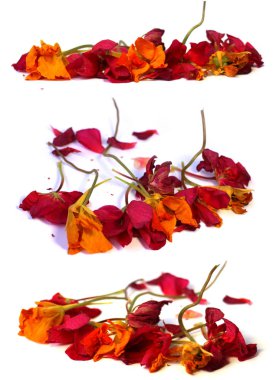 narin çiçekler üzerinde beyaz izole Kuru