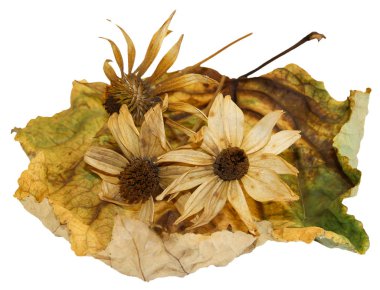 kavak enginar çiçekli kuru yaprakları