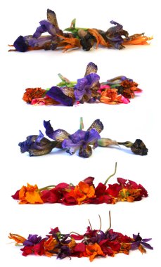 narin çiçekler üzerinde beyaz izole Kuru