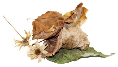 kavak enginar çiçekli kuru yaprakları