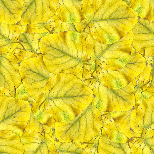 ポプラの巨大な葉のシームレスな背景パターン テクスチャ — ストック写真