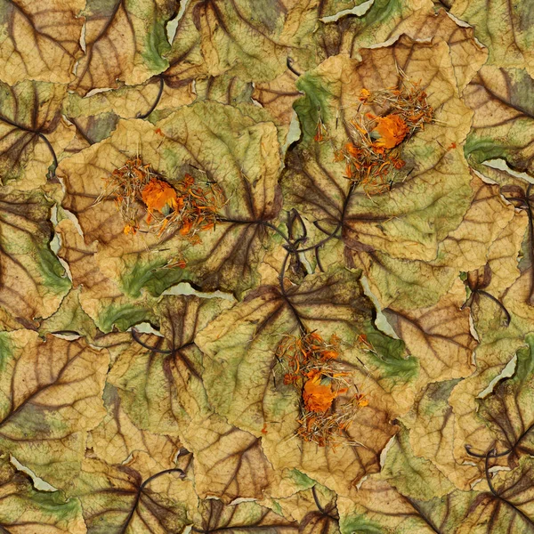 Textura del patrón de fondo sin costuras de hojas enormes de álamo — Foto de Stock