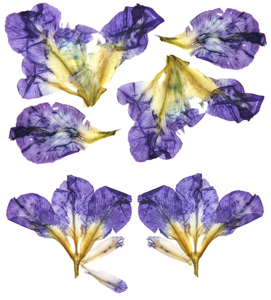 Application d'iris multicolores pressés — Photo