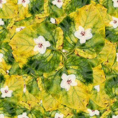 büyük kesintisiz arka plan desen doku bırakır kavak kablosuz