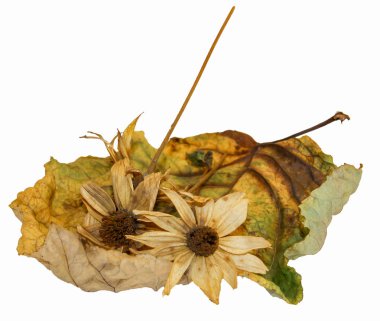 kavak enginar çiçekli kuru yaprakları