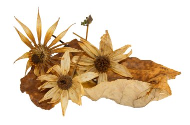 kavak enginar çiçekli kuru yaprakları