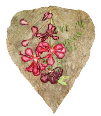 Sardunya ile kavak yaprakları kadar kurutulmuş