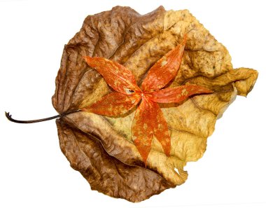 Kırmızı physalis ile kavak yaprakları kadar kurutulmuş