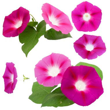 sabah zafer taze Pembe çiçek, fotoğraf manipülasyon