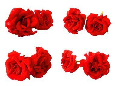 Gül taze, fotoğraf düzenleme şeklinde Sardunya çiçekleri