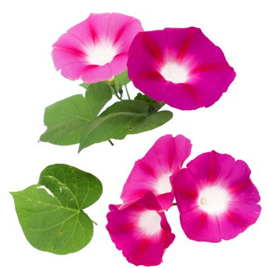 sabah zafer taze Pembe çiçek, fotoğraf manipülasyon