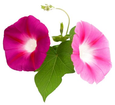 sabah zafer taze Pembe çiçek, fotoğraf manipülasyon