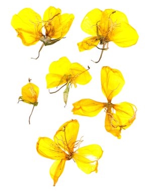 Şeffaf kurutulmuş preslenmiş sarı eschscholzia 