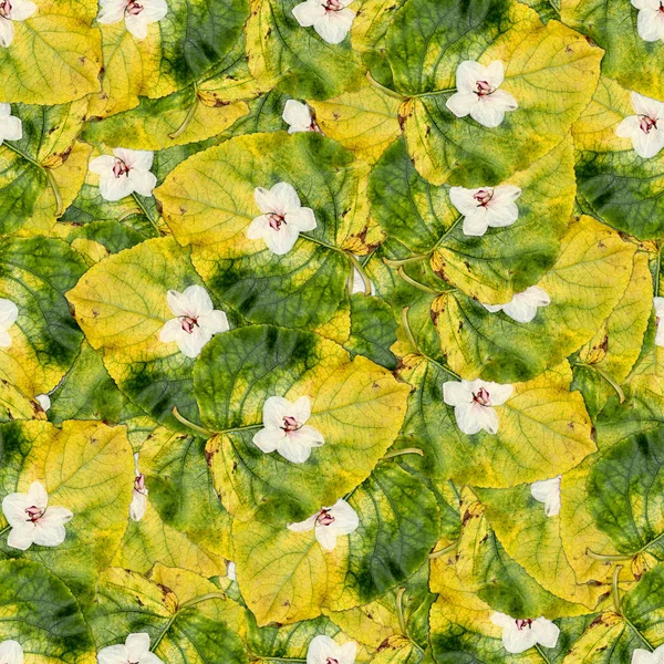 Textura del patrón de fondo sin costuras de enormes hojas de álamo wi — Foto de Stock