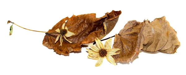 Сухие листья тополя с артишочными цветами — стоковое фото