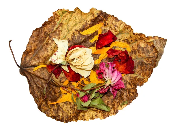 Сушеные листья тополя с розой и геранью — стоковое фото