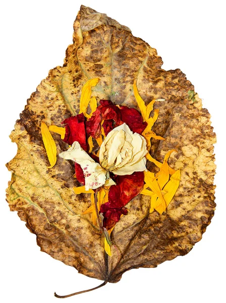 Dried up leaves of poplar with rose and geranium — Stock Photo, Image