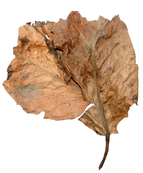 Dried up leaves of poplar isolated — Stock Photo, Image